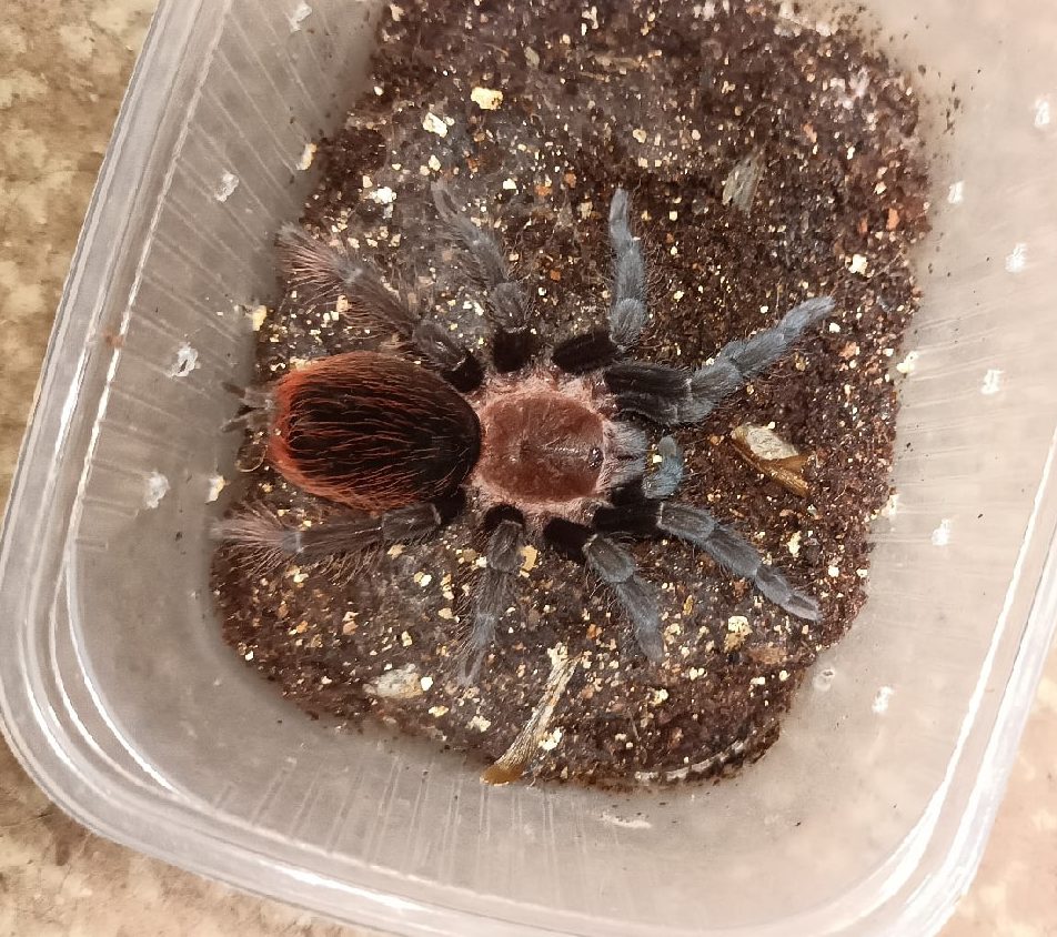 Brachypelma (Tliltocatl) Vagans – Glasscube.ru